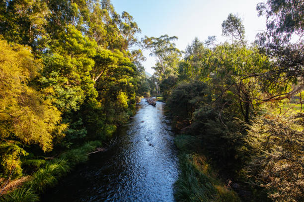 Yarra River View in Warburton Australia Afternoon light in autumn is cast over the Yarra River near the Warburton Hwy in Warburton, Victoria,. Australia yarra river stock pictures, royalty-free photos & images