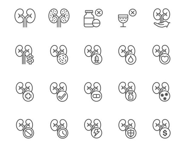 ilustrações de stock, clip art, desenhos animados e ícones de kidney icon set - kidney cancer