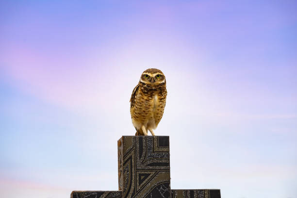 istock Owl on a cross in a cemetery. 1316266900