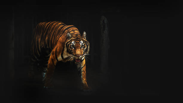 istock tiger wildlife in the dark room 1316267308