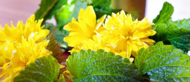 istock Yellow flowers with lemon balm leaves 1316267376