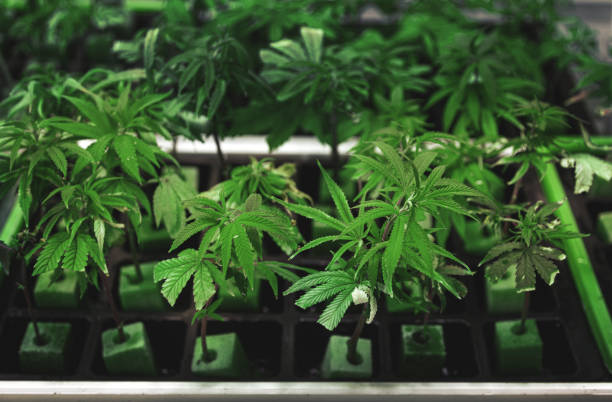 istock cannabis captiva nuresary farming lab 1316267674
