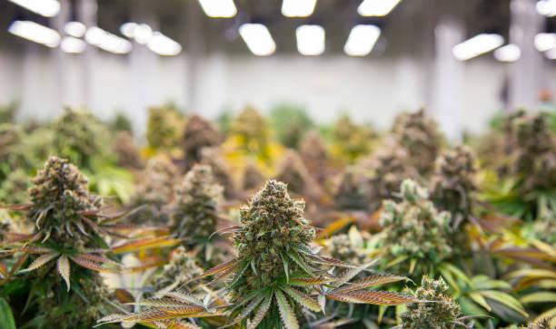 istock cannabis ruderalis plants in science lab for making medicine 1316267710