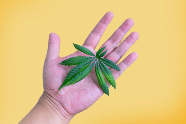 istock hand hold cannabis on herb concept leaf on isolated 1316267724