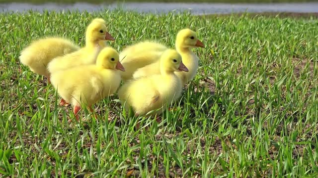 A group of beautiful and cute yellow ducklings on the grass