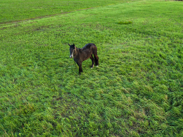 a young dark brown horse grazes in a spring meadow. pastures for pets. farm. equestrian club. riding.