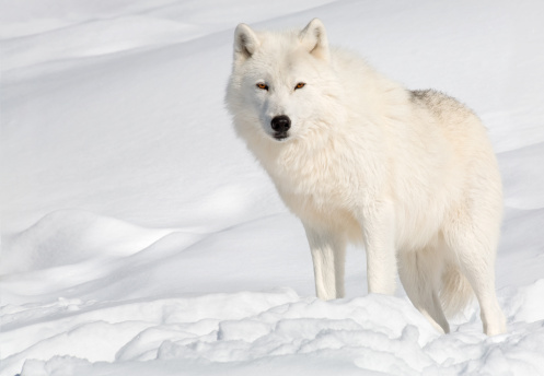 An arctic wolf in the snow is looking at the camera.