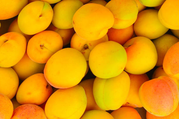 istock Ripe juicy orange apricots fruit background. 1316270886