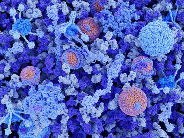 istock Main components of the blood plasma: complement C1, fibrinogen, von Willebrand factor, ferritin, HDL,  immunoglobulin G, immunoglobulin M, albumin, LDL. 1316270952