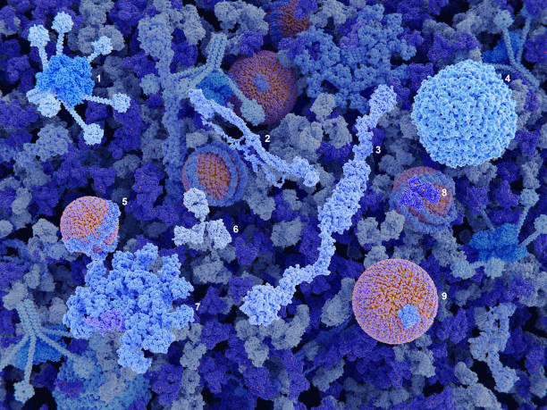 componentes principales del plasma sanguíneo: complemento c1, fibrinógeno, factor von willebrand, ferritina, hdl, inmunoglobulina g, inmunoglobulina m, albúmina, ldl. - lipoprotein fotografías e imágenes de stock