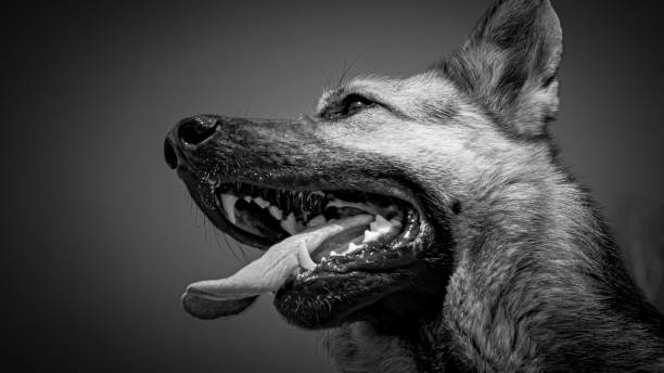 German Shepherd, portrait, black and white photo. Dog's mouth. Service dog for the protection of the territory.