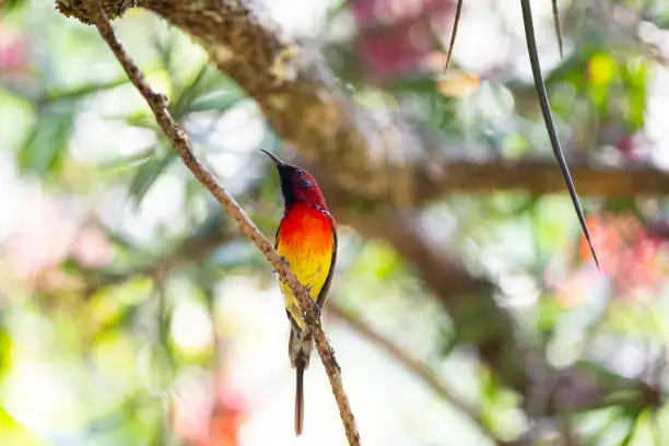 A colorful sunbird with multi colors of deep violet , bright red , bright blue , yellowish green , dark purple and brown.