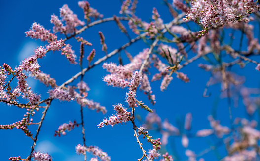 Tamarisk, pink flowers, blooming, grow on saline soils. Sunny day, blue sky  background. Tamarix also known as salt cedar blossoming branches closeup view.