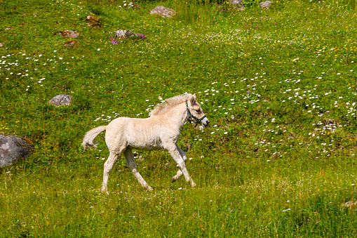Fjord horse foal running on a meadow