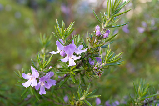 Rosemary flowers that have begun to bloom