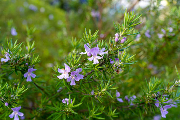 istock Rosemary flowers that have begun to bloom 1316275774