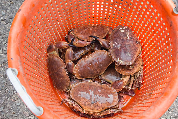 istock Catch of Brown or Edible Crabs 131627670