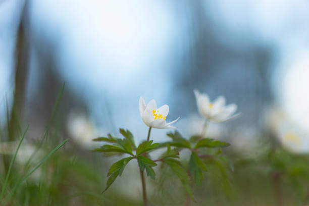 istock wood anemone or windflower in natural forest 1316277559