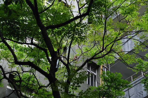 istock Leaves, campus, verdant, leaves, classroom building, 1316278881