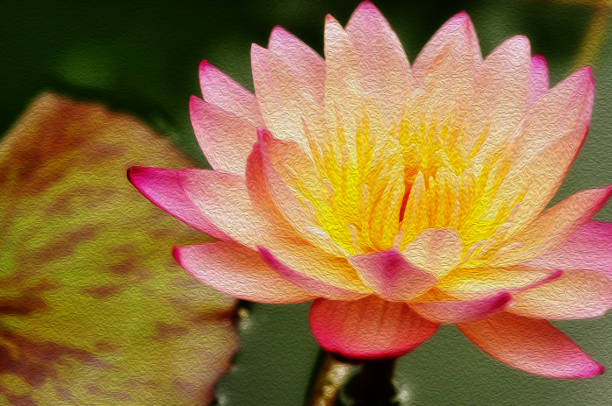 istock Close up, elegant, lotus, drawing 1316278882