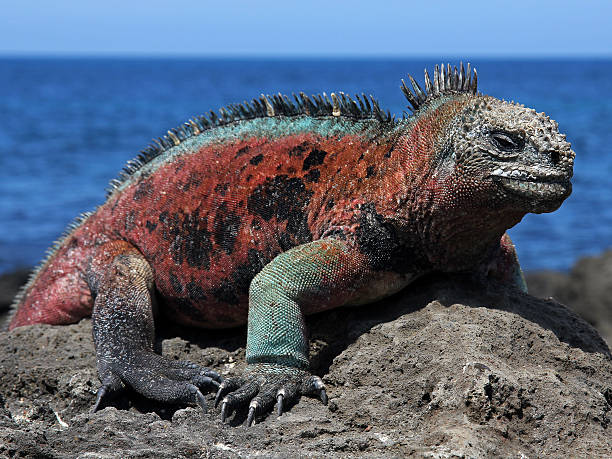 maschio iguana marina (amblyrhynchus cristatus - isabella island foto e immagini stock