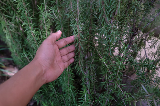 Close-up shot of female hand checking the growth of rosemary plants in her vegetable garden.