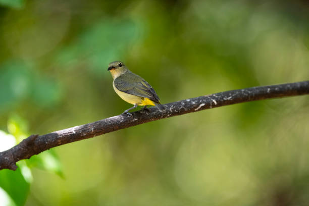 istock Orange - bellied Flowerpecker 1316280071