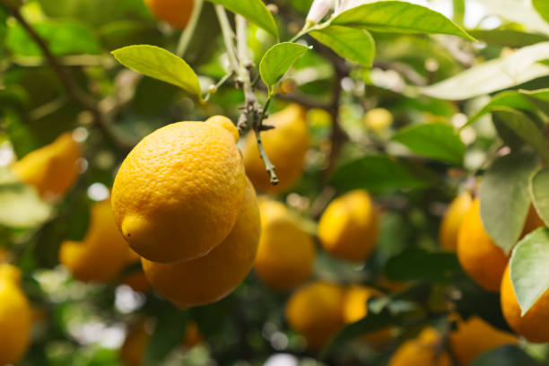 istock Garden with ripe yellow lemons 1316282233