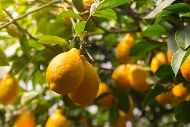 istock Garden with ripe yellow lemons 1316282250