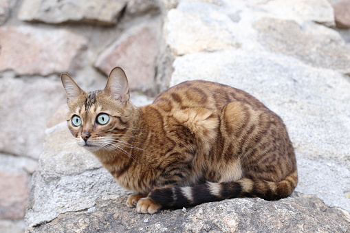 Exotic hybrid bengal cat in nature.