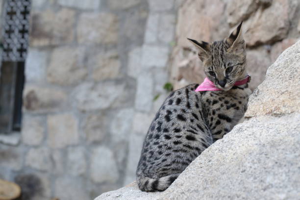 Serval kitten in natural environment