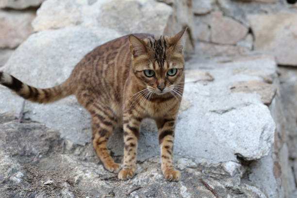istock Exotic hybrid bengal cat in nature 1316282967