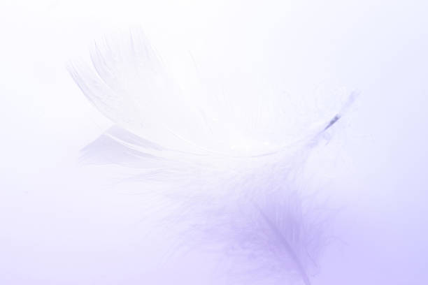 istock Feather background. Nature bird feather texture closeup on white in macro photography, soft focus. Abstract. Coral pink color trends and vintage. 1316284147