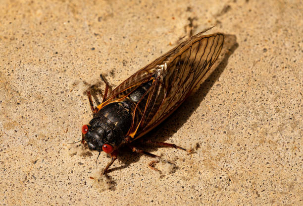 istock Fully Emerged Brood X Cicada 1316285115
