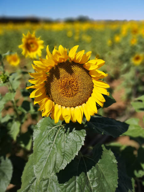 nahaufnahme einer sonnenblume im sommer - flower head annual beauty close up stock-fotos und bilder