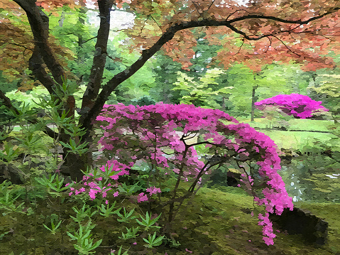 A Japanese maple combined with a pink azalea. Moss on the ground. A pond in the background. This is a converted photo