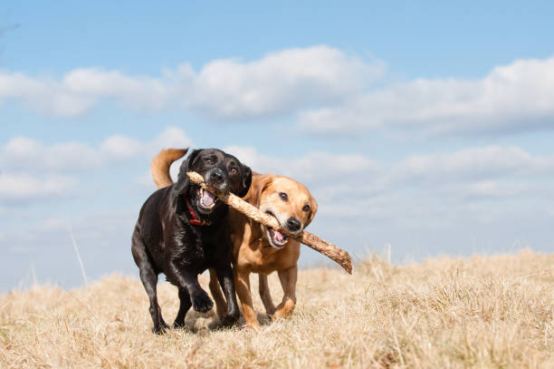 istock Fun in the Summer Sun 1316286070