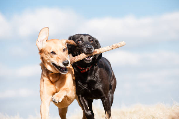 istock Fun in the Summer Sun 1316286071