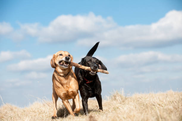 istock Fun in the Summer Sun 1316286079
