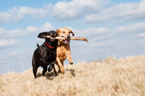 istock Fun in the Summer Sun 1316286089