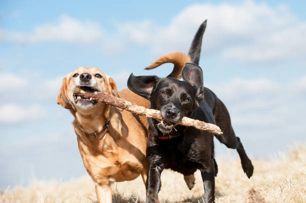 istock Fun in the Summer Sun 1316286091