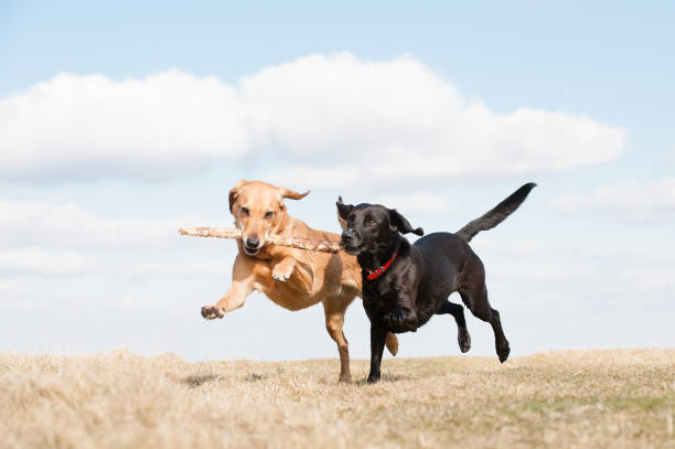 istock Fun in the Summer Sun 1316286095