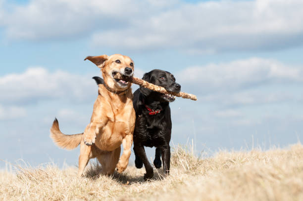 istock Fun in the Summer Sun 1316286097