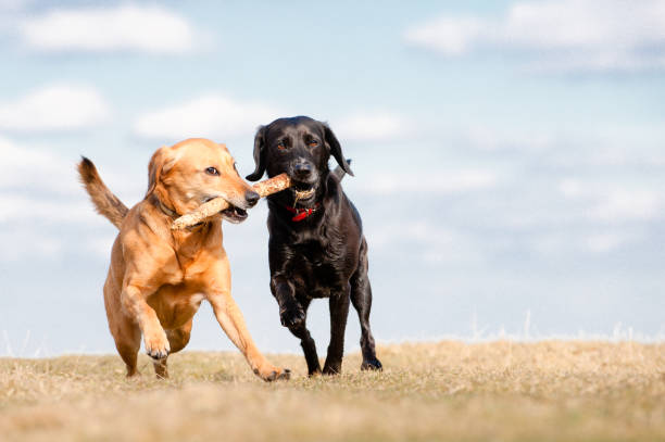 istock Fun in the Summer Sun 1316286107
