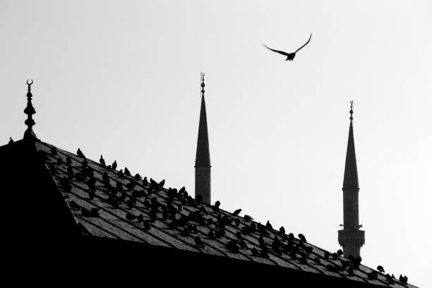 Roof and two minarets in Istanbul stock photo