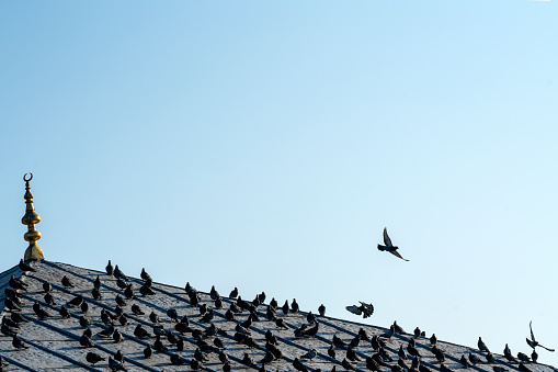 The roof is full of pigeons. Three pigeons are flying towards the clear sky in Istanbul.