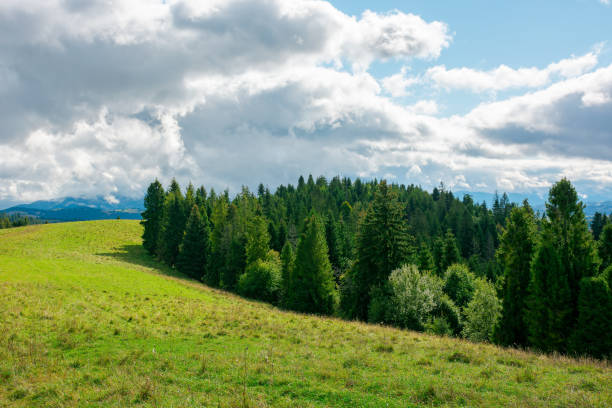 istock forest on the grassy meadow in mountains 1316286638