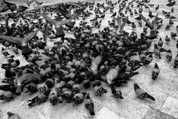 istock A group of pigeons eating wheat in the mosque's courtyard 1316287695