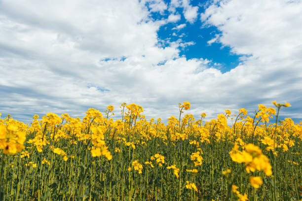 istock Photo of beautiful rape blooming field during summer time 1316288217