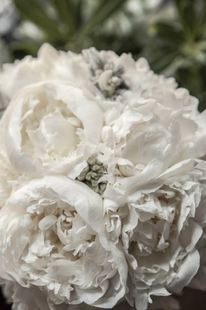 Bouquet of peony